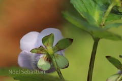 Gloxinia perennis